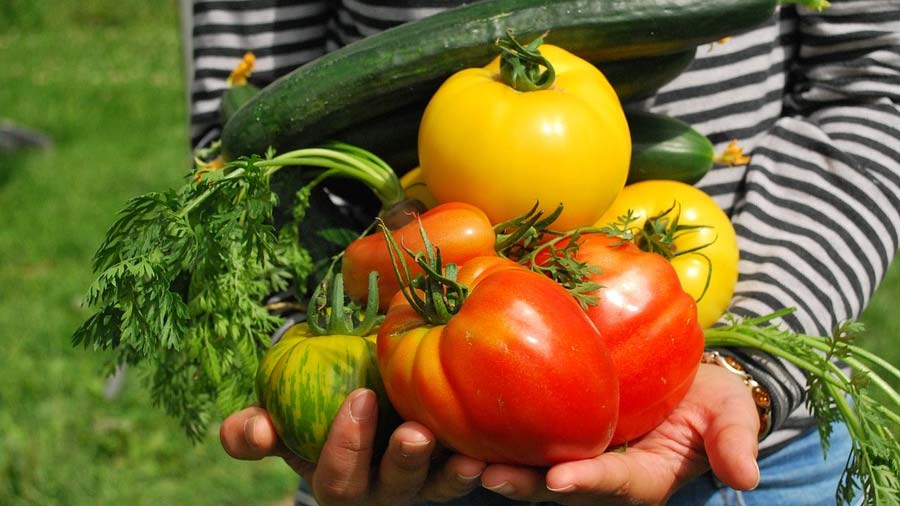 Reichhaltige Ernte von Obst und Gemüse